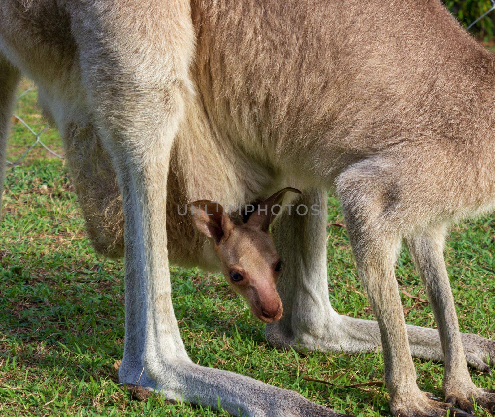 Kangaroo Baby is looking out of the mothers pouch - closeup, queensland, australia by bettercallcurry