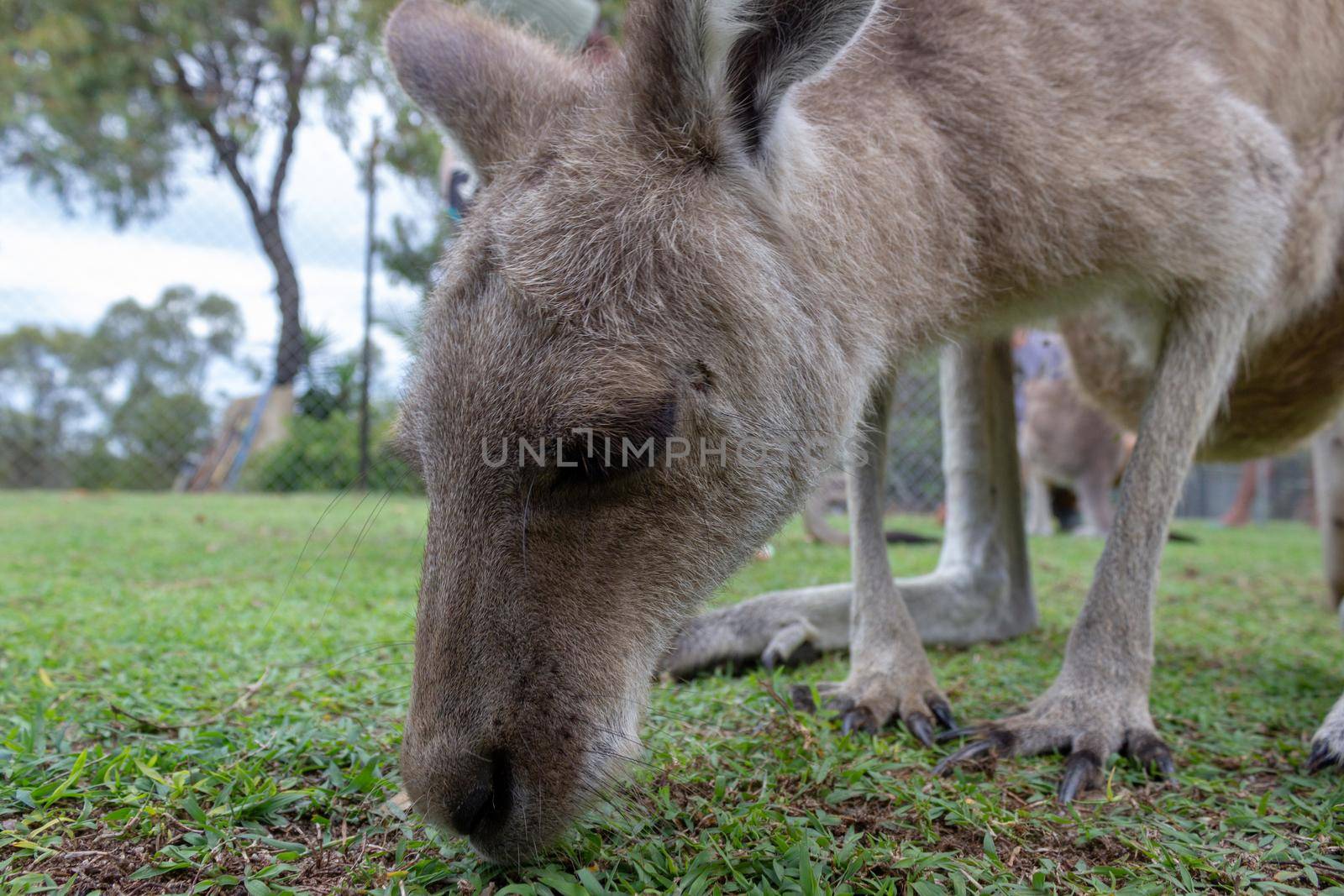 cute Kangaroo Baby is eating gras - closeup, queensland, australia by bettercallcurry