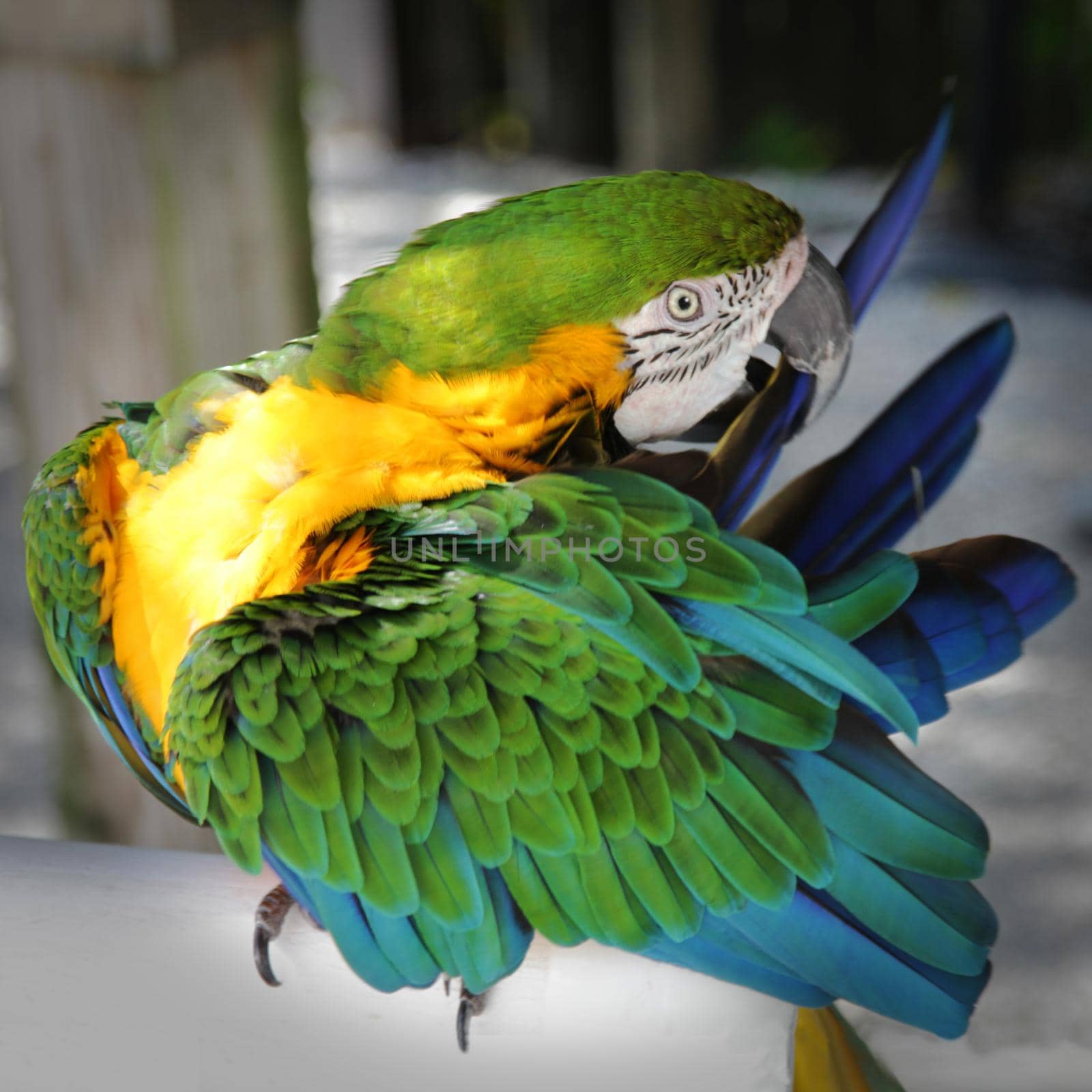 A green and yellow macaw preening its tail