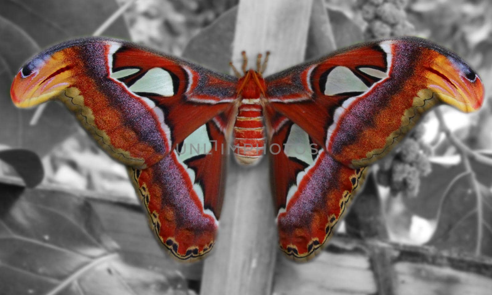 A close up of a big atlas moth. The background is made black and white