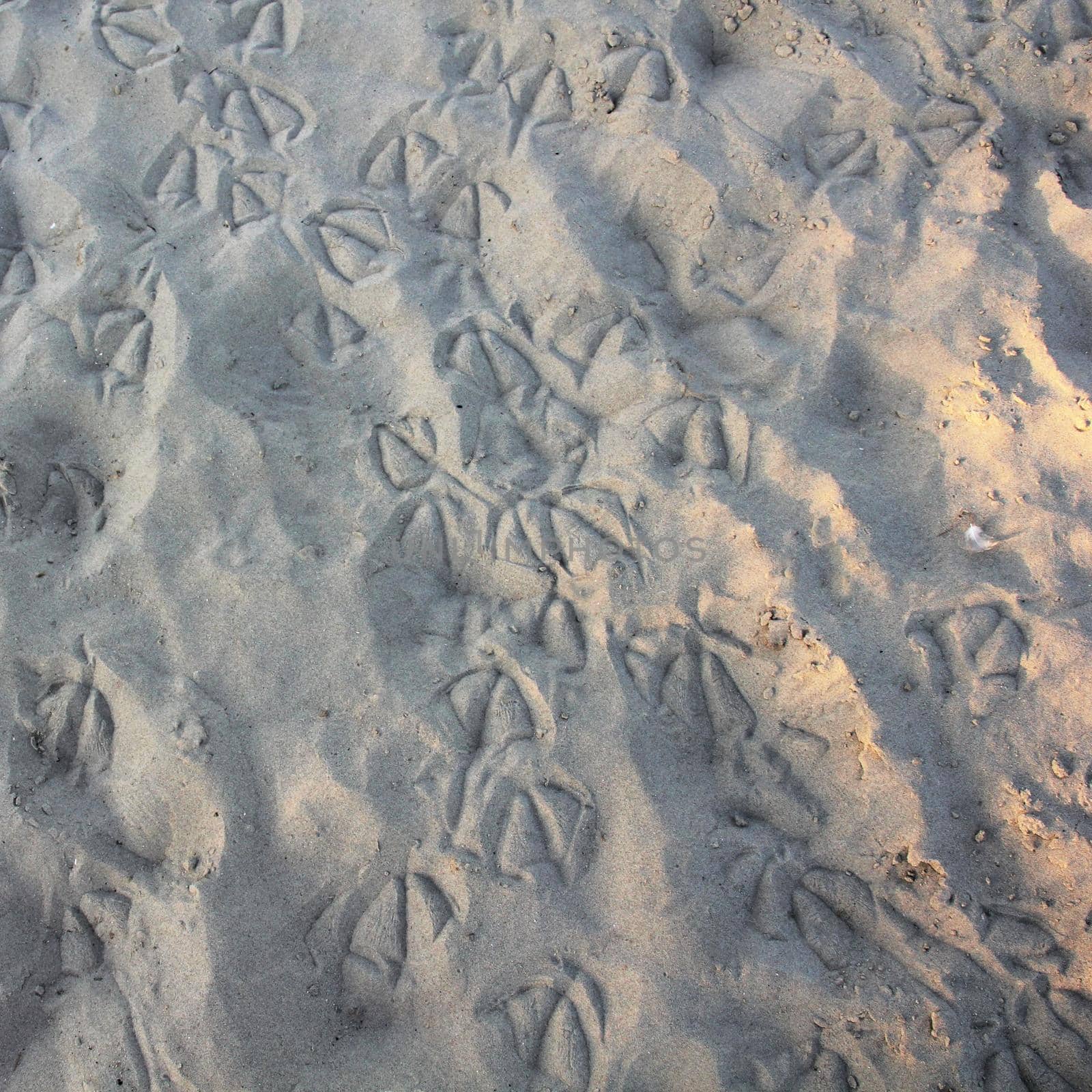 Birdtracks of waterbirds on a sandy beach. Low sun. grazing light