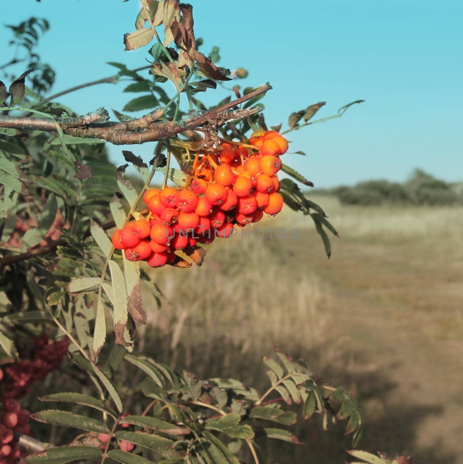 Red berries on a shrub in a field