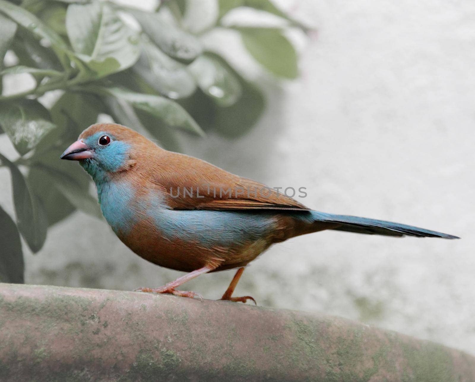 Blue waxbill bird. A decorative finch in an aviary