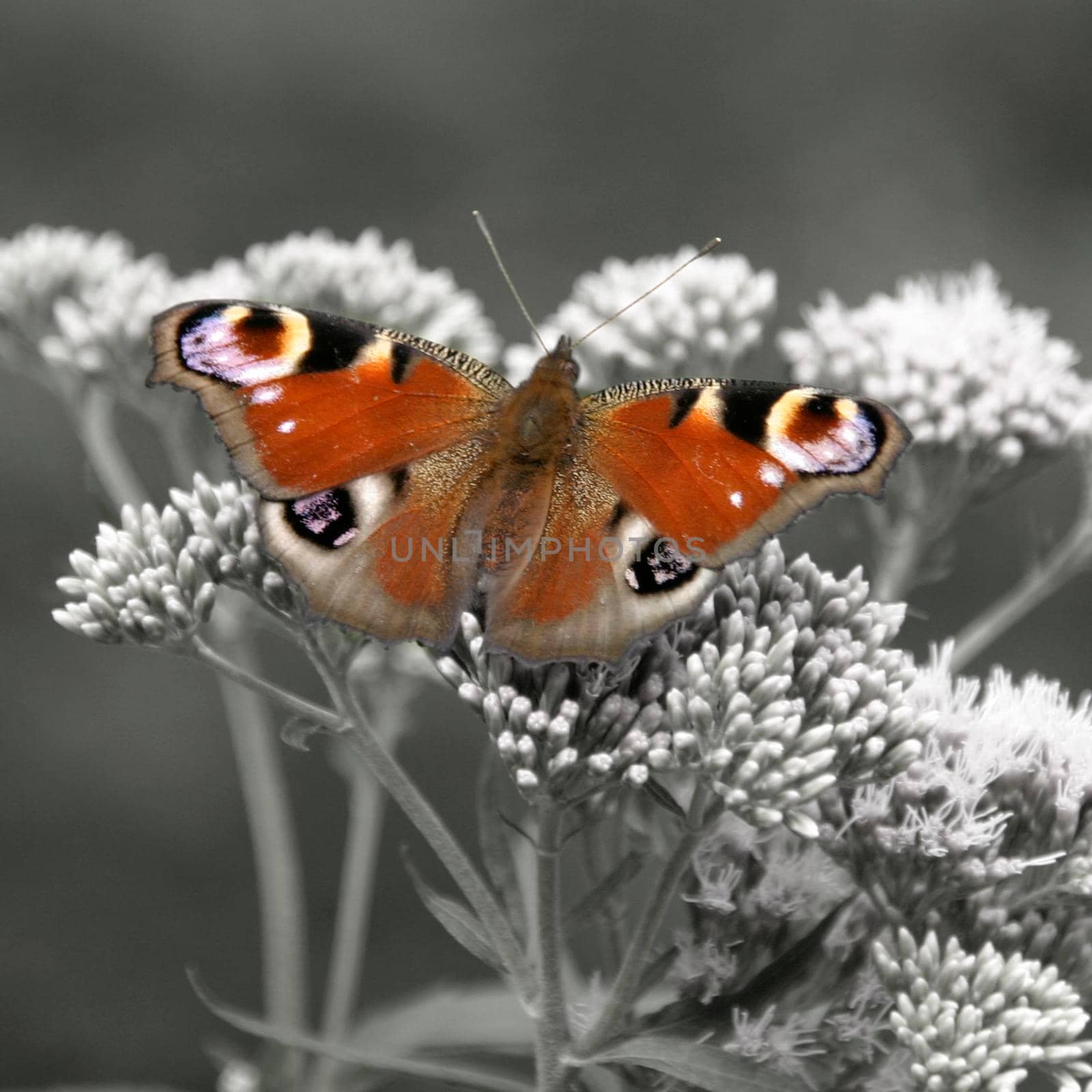 European peacock butterfly by Bwise