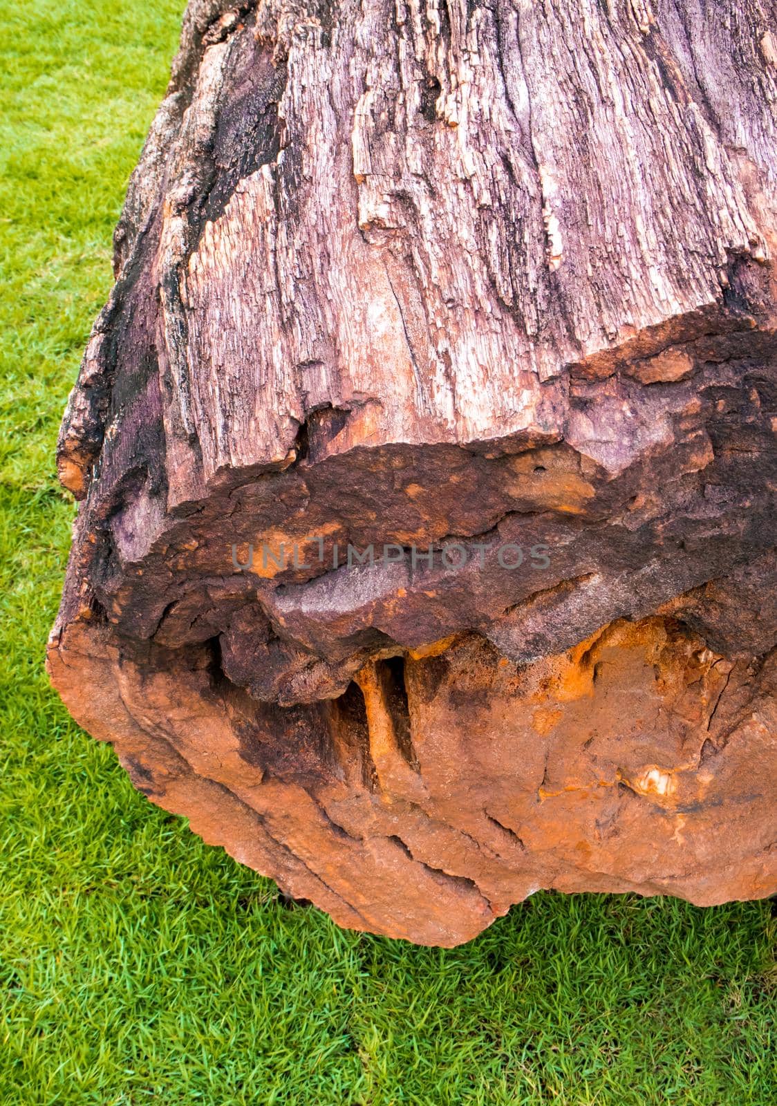 Texture of wood fossil of a large tree in complete condition