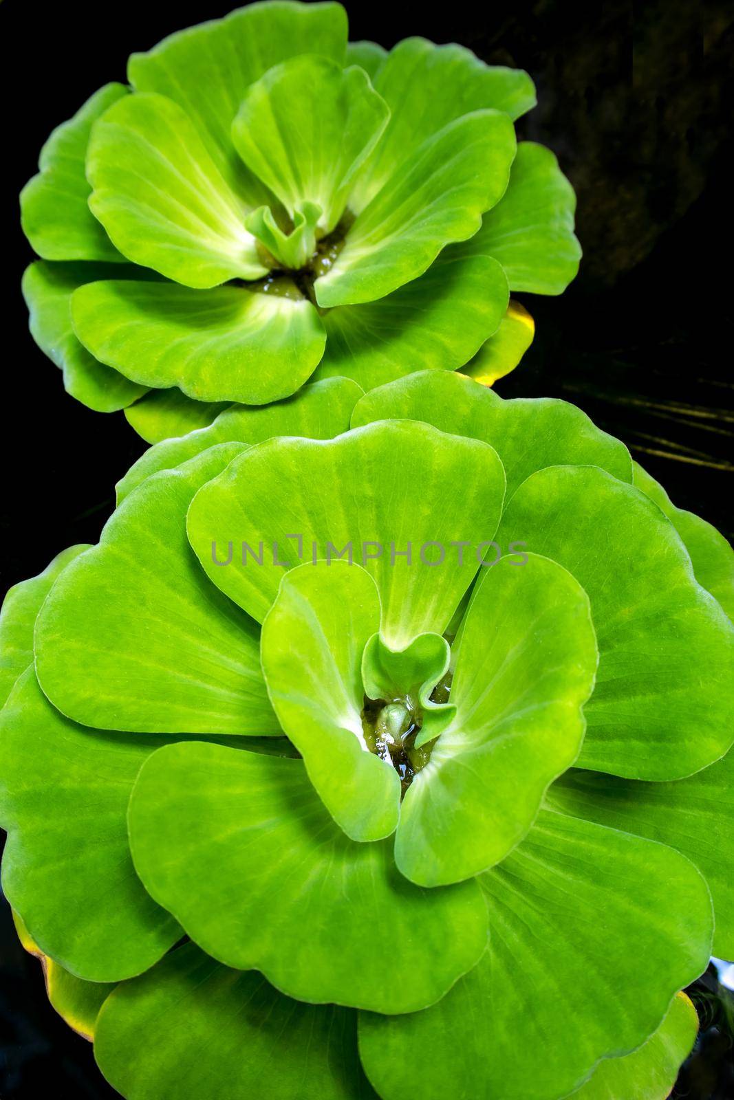 Close up of water lettuce fresh and green leaf