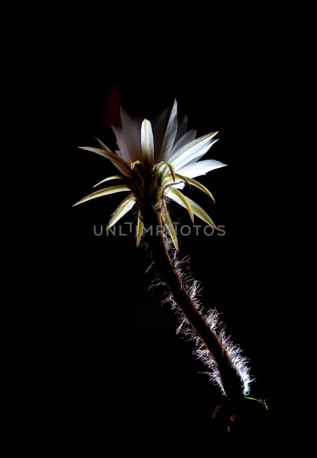 White color delicate petal with fluffy hairy of Echinopsis Cactus flower in hard light on black background