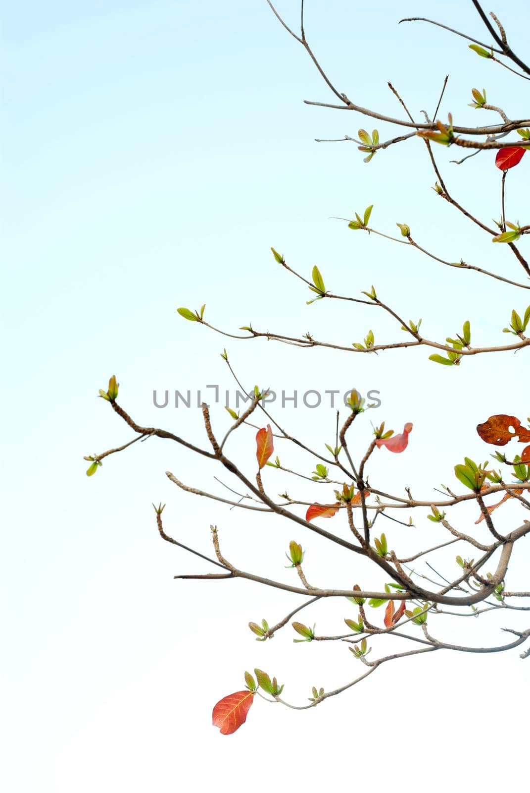 Red leaves and fresh leaves of sea-almond tree
