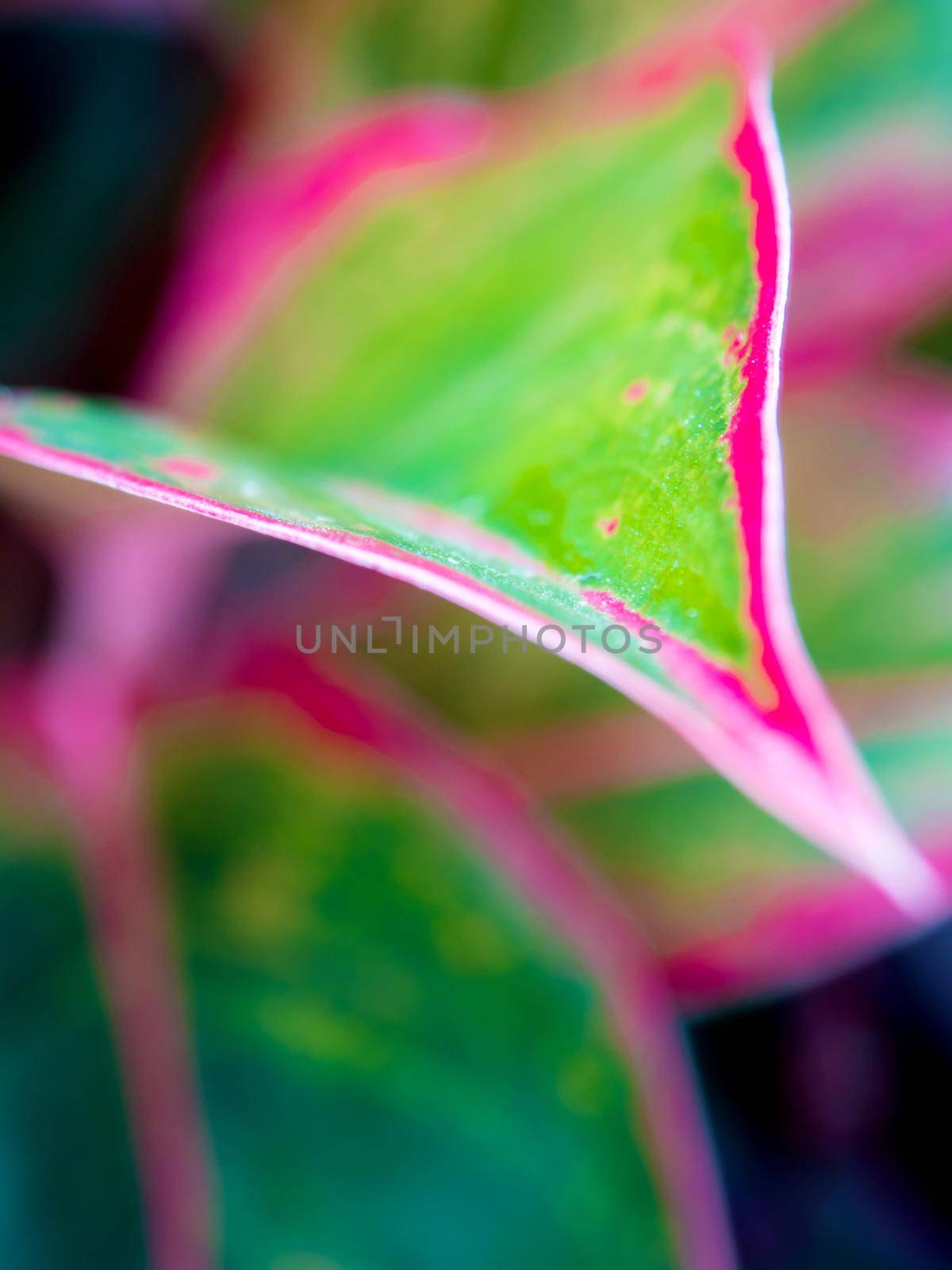 Close-up to detail vivid red and green color on leaf surface of Aglaonema 'Siam Aurola' beautiful tropical ornamental houseplant