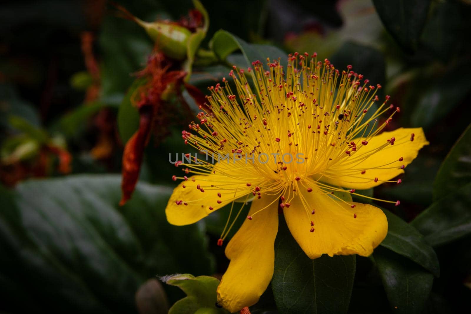 Close-up of a yellow flower in a green bush with a blurred green background