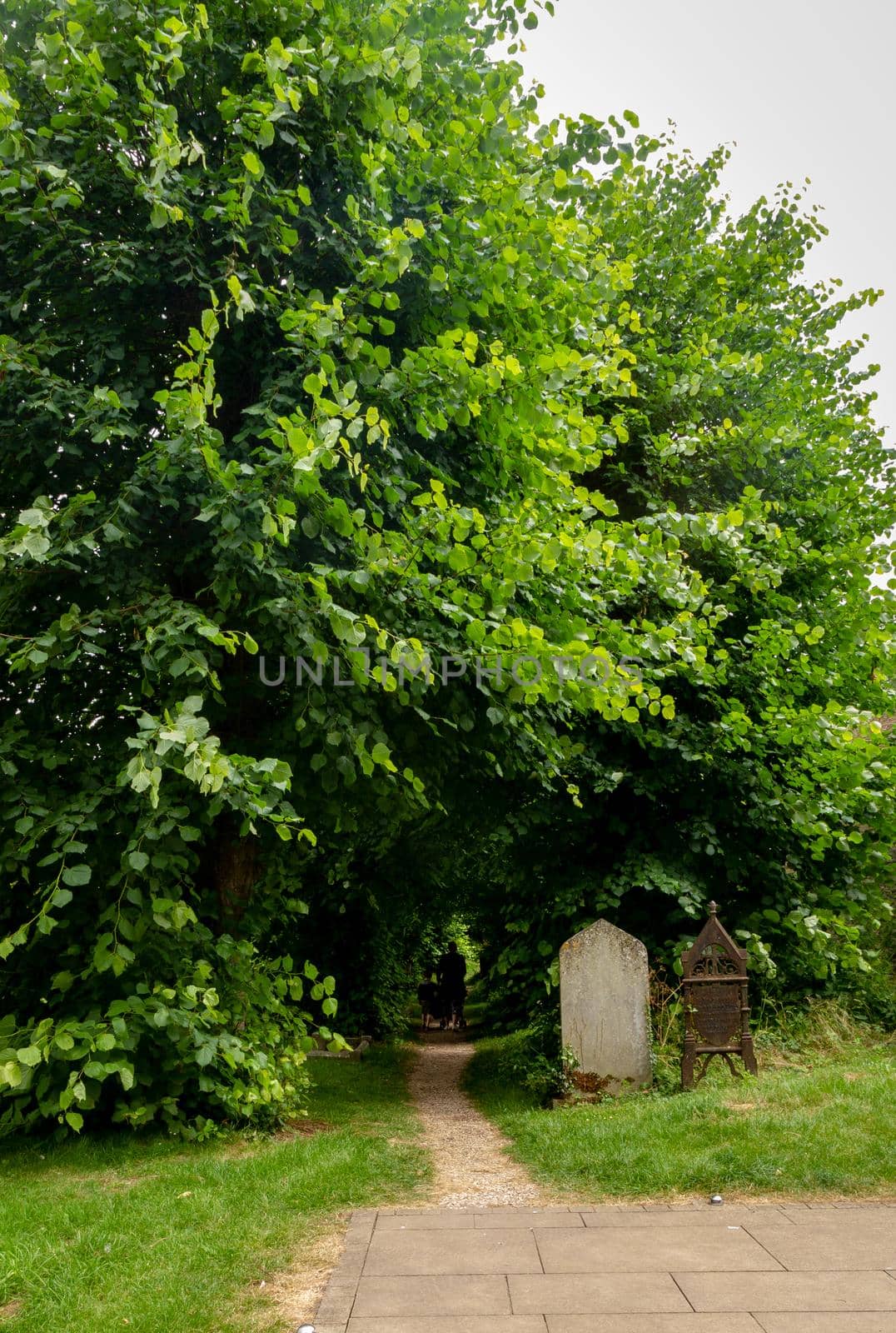 Rear shot of a woman and a child walking through a sand path under the trees