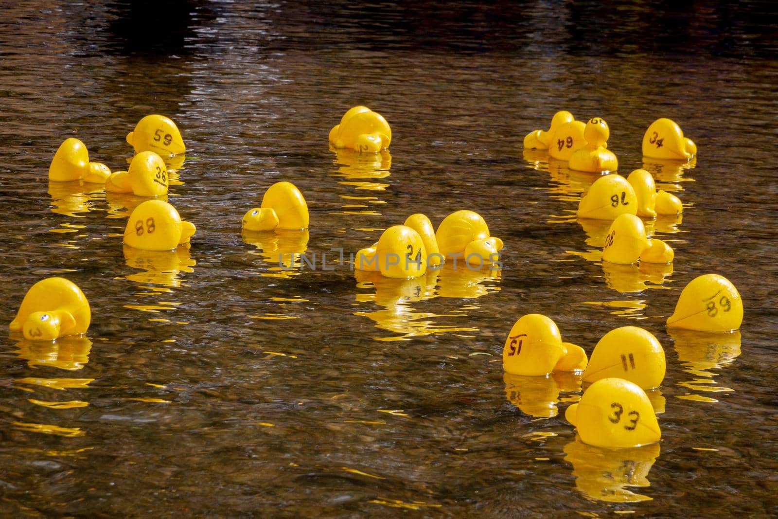 A group of yellow rubber ducks with numbers on them floating on a river