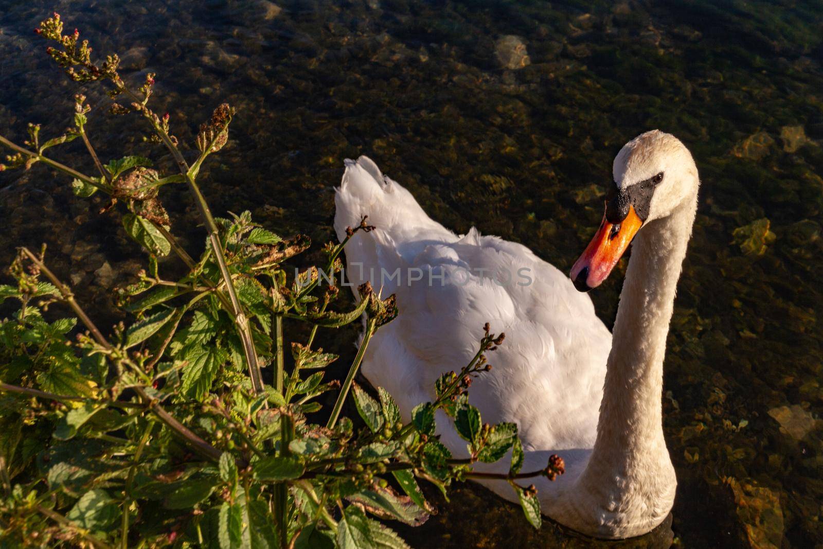 A white swan swimming in a river by a bush
