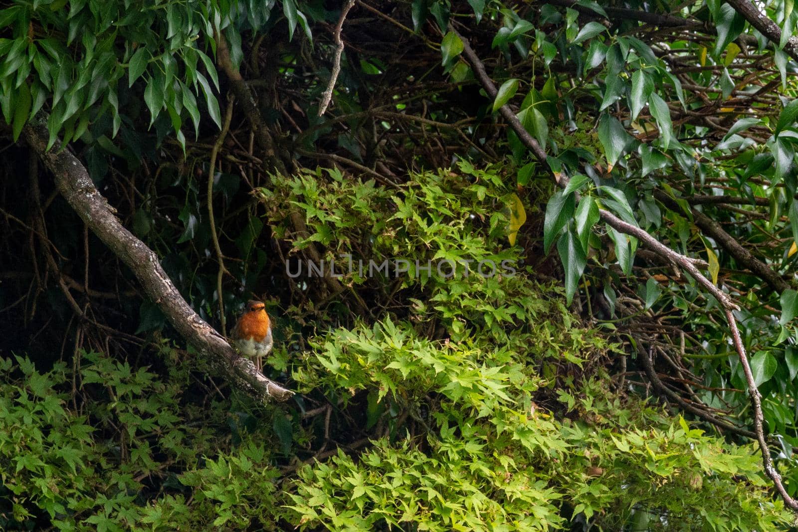 A small orange-chest robin perching in a branch surrounded by green leaves