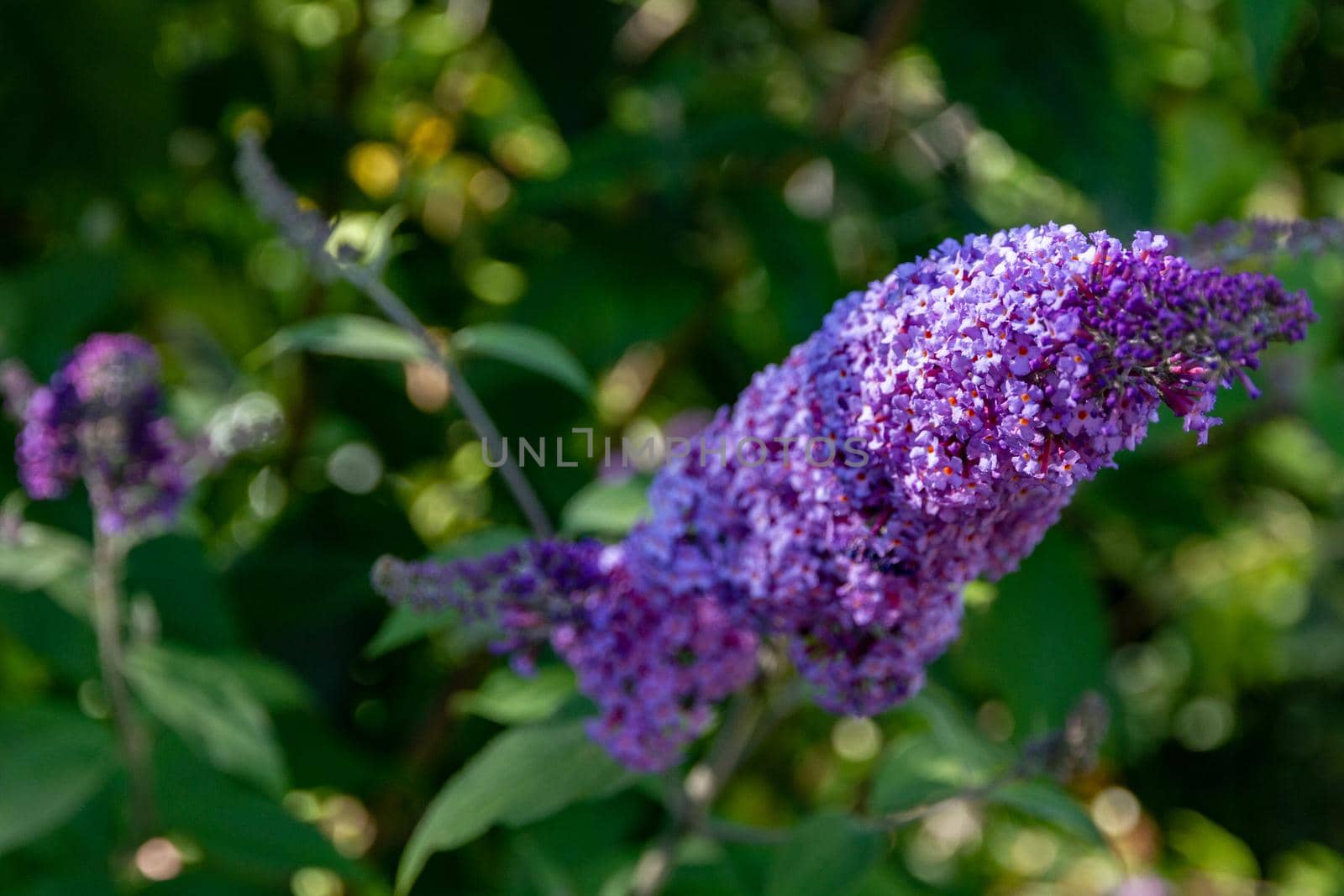 Close-up of a bunch of small violet flowers in a bush against a green background of leaves