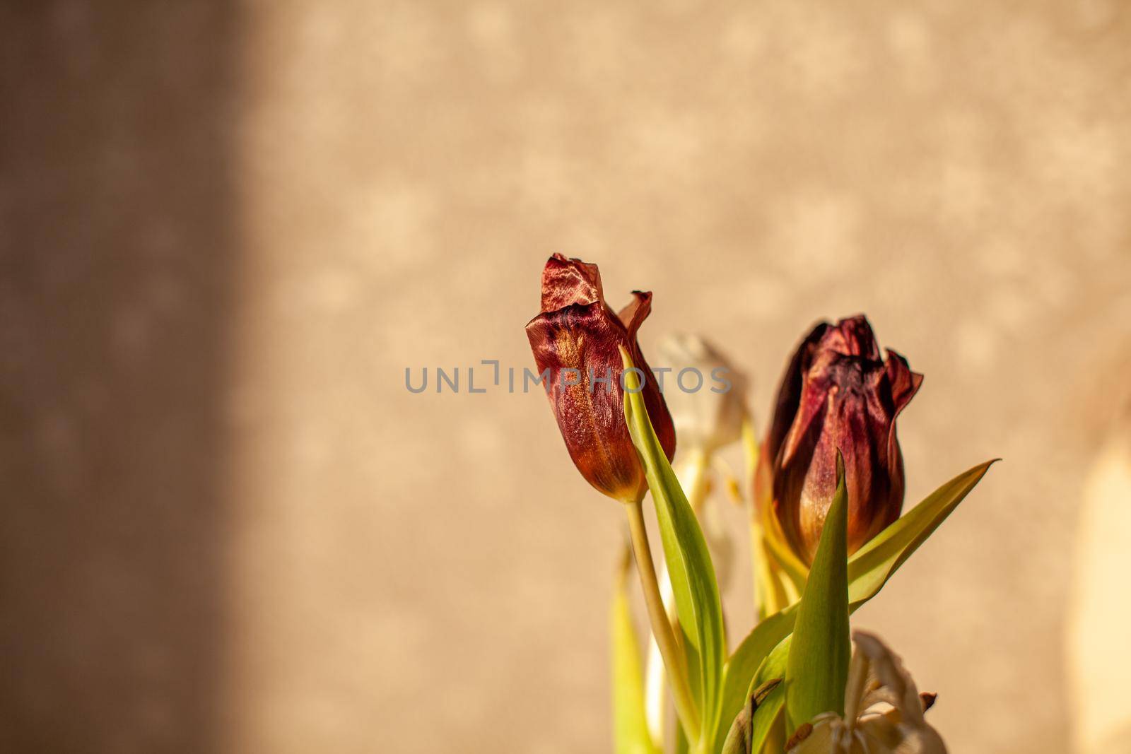 Flowers tulips at home in the warm rays of the winter sun. Beautiful decor and greeting card.