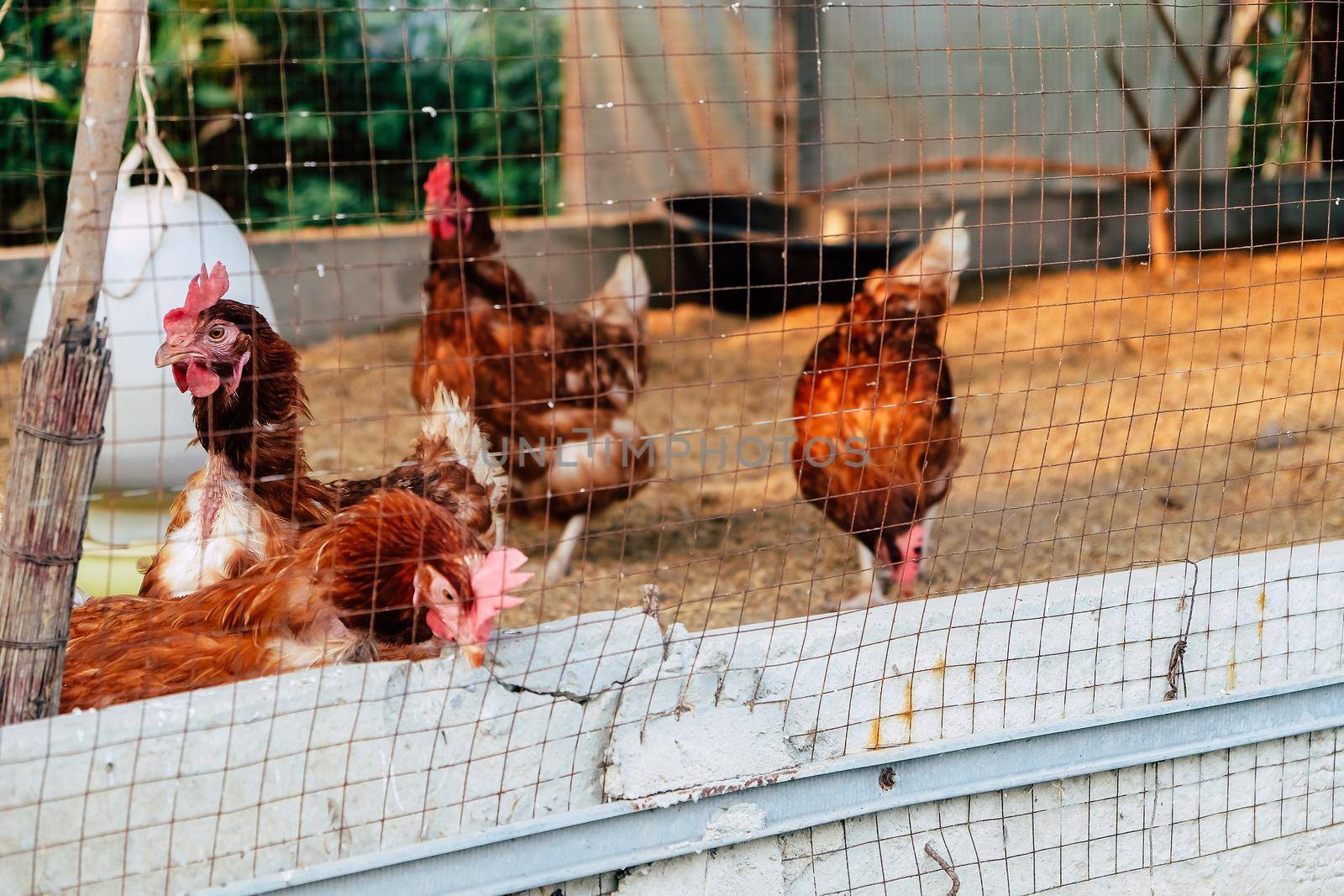 Image of Chickens on traditional free range poultry farm in thailand