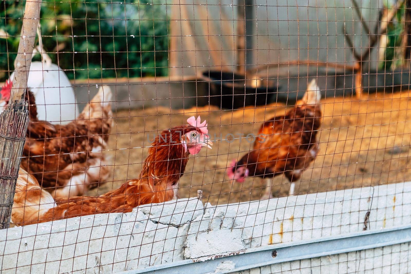 Image of Chickens on traditional free range poultry farm in thailand