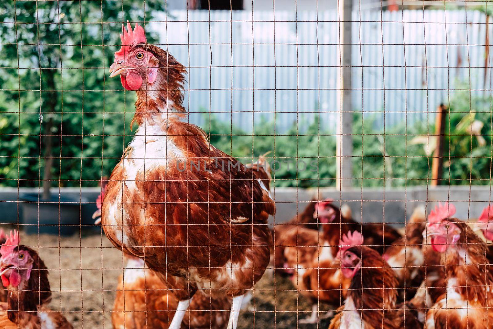 Image of Chickens on traditional free range poultry farm in thailand