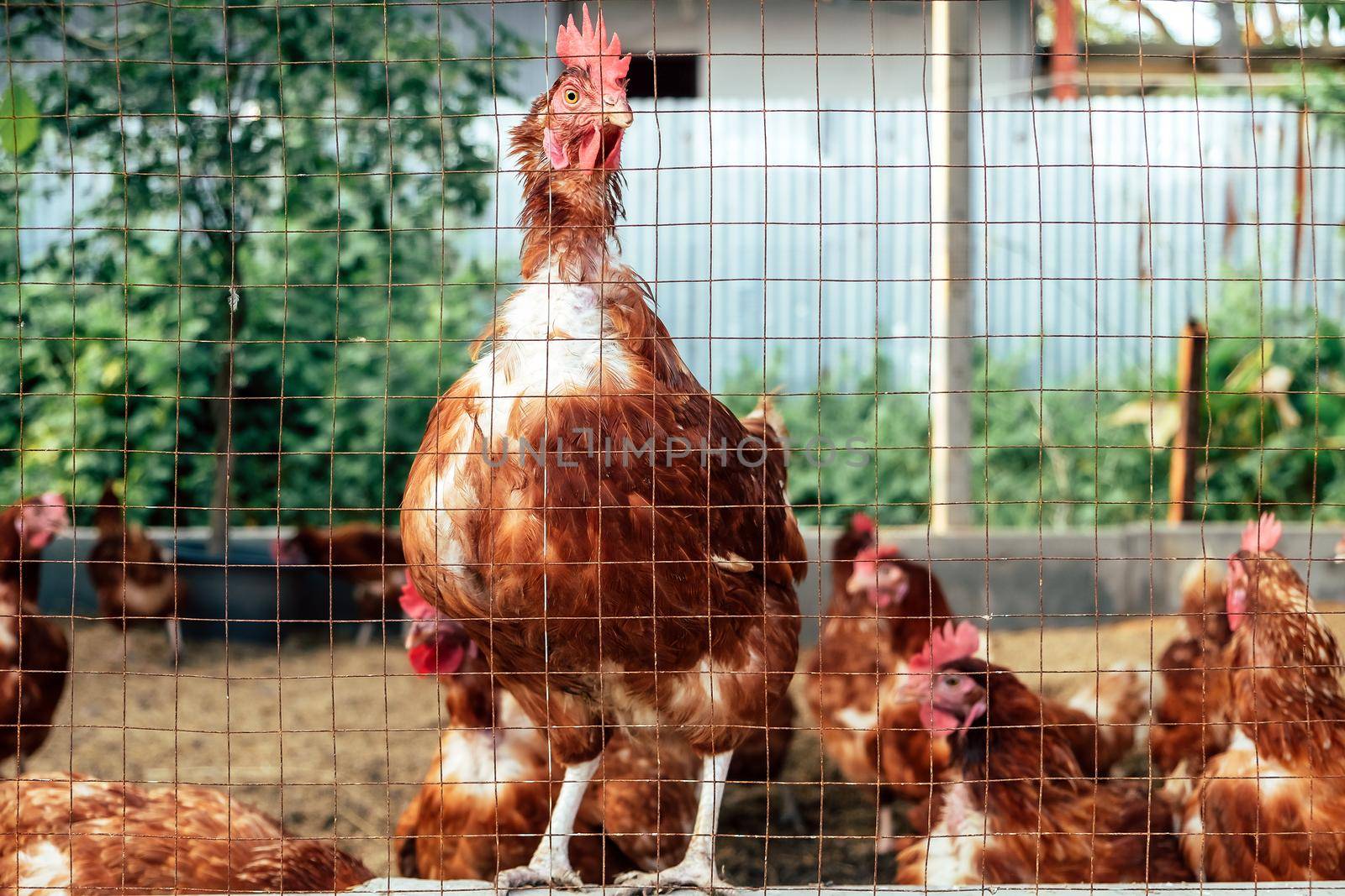 Image of Chickens on traditional free range poultry farm in thailand