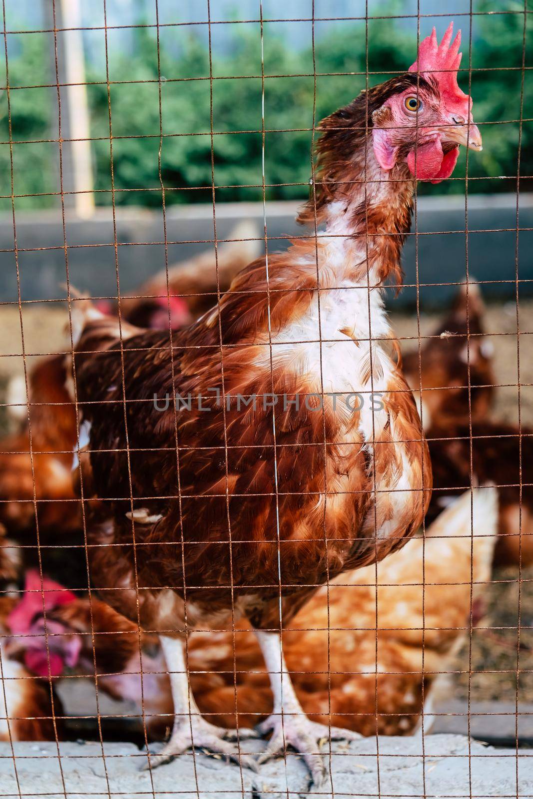 Image of Chickens on traditional free range poultry farm in thailand