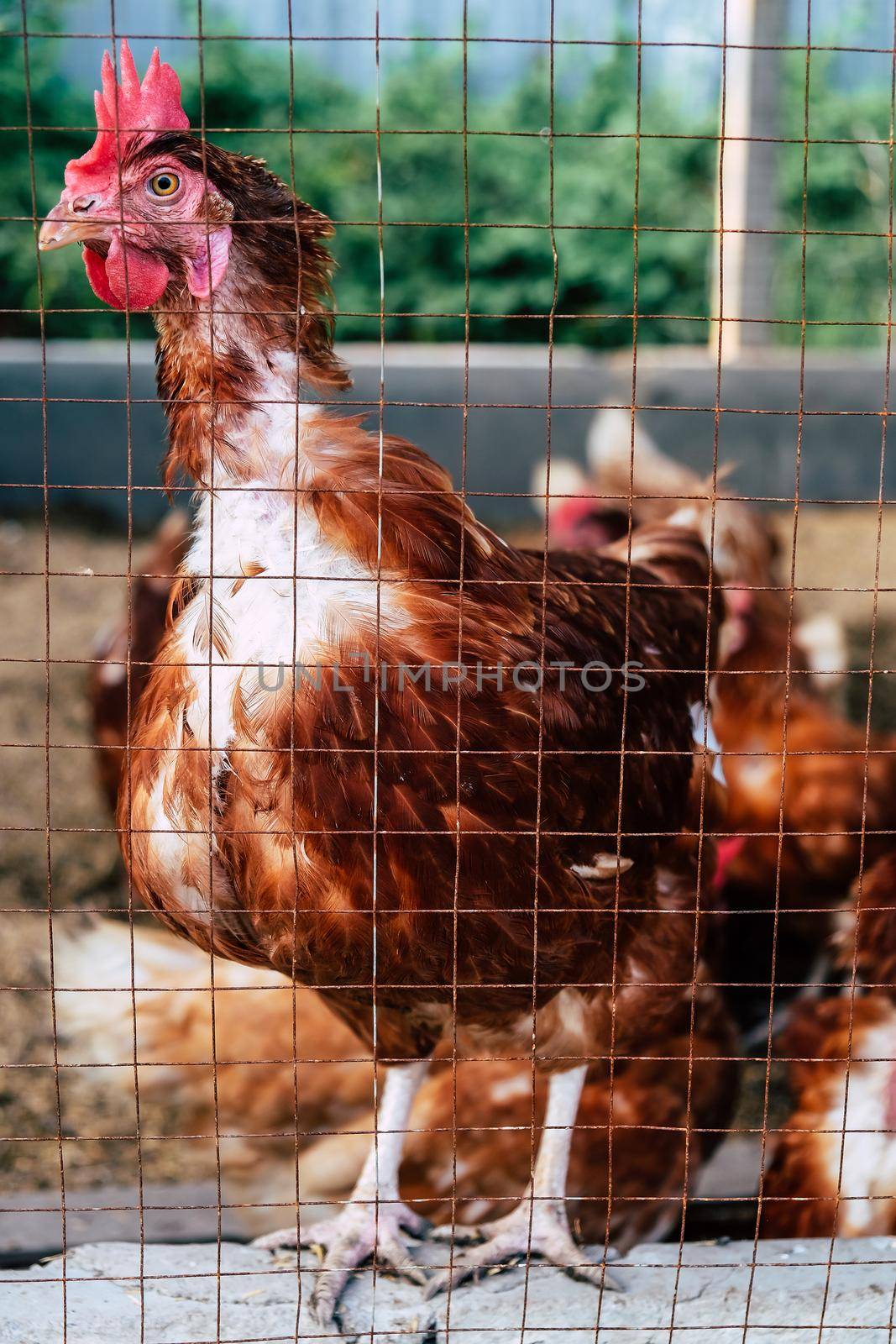 Image of Chickens on traditional free range poultry farm in thailand