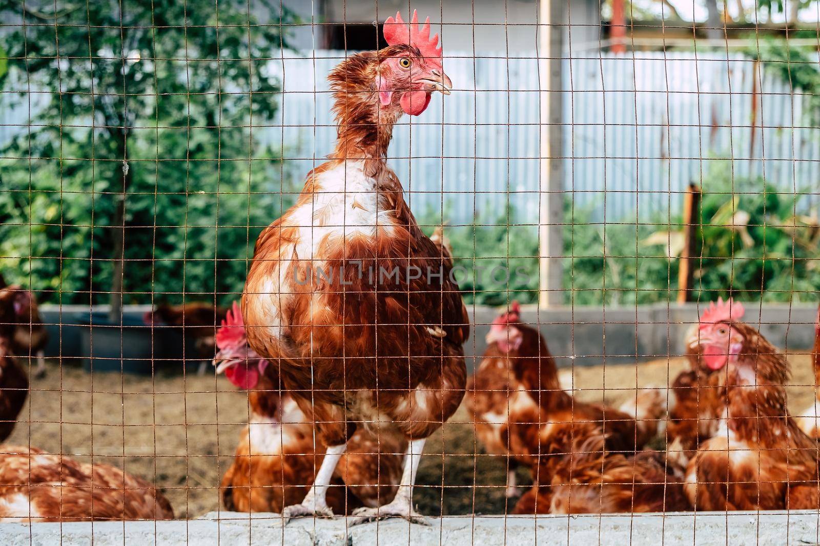 Image of Chickens on traditional free range poultry farm in thailand