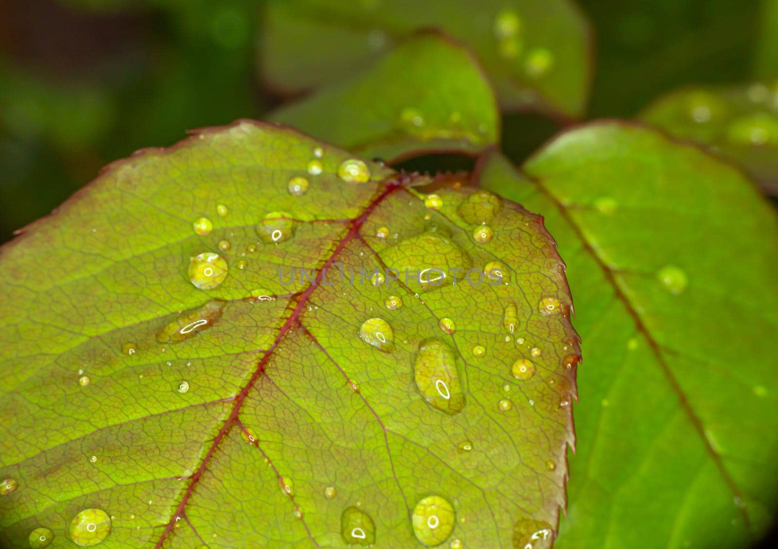 macro green leaf rain drop by alex_nako