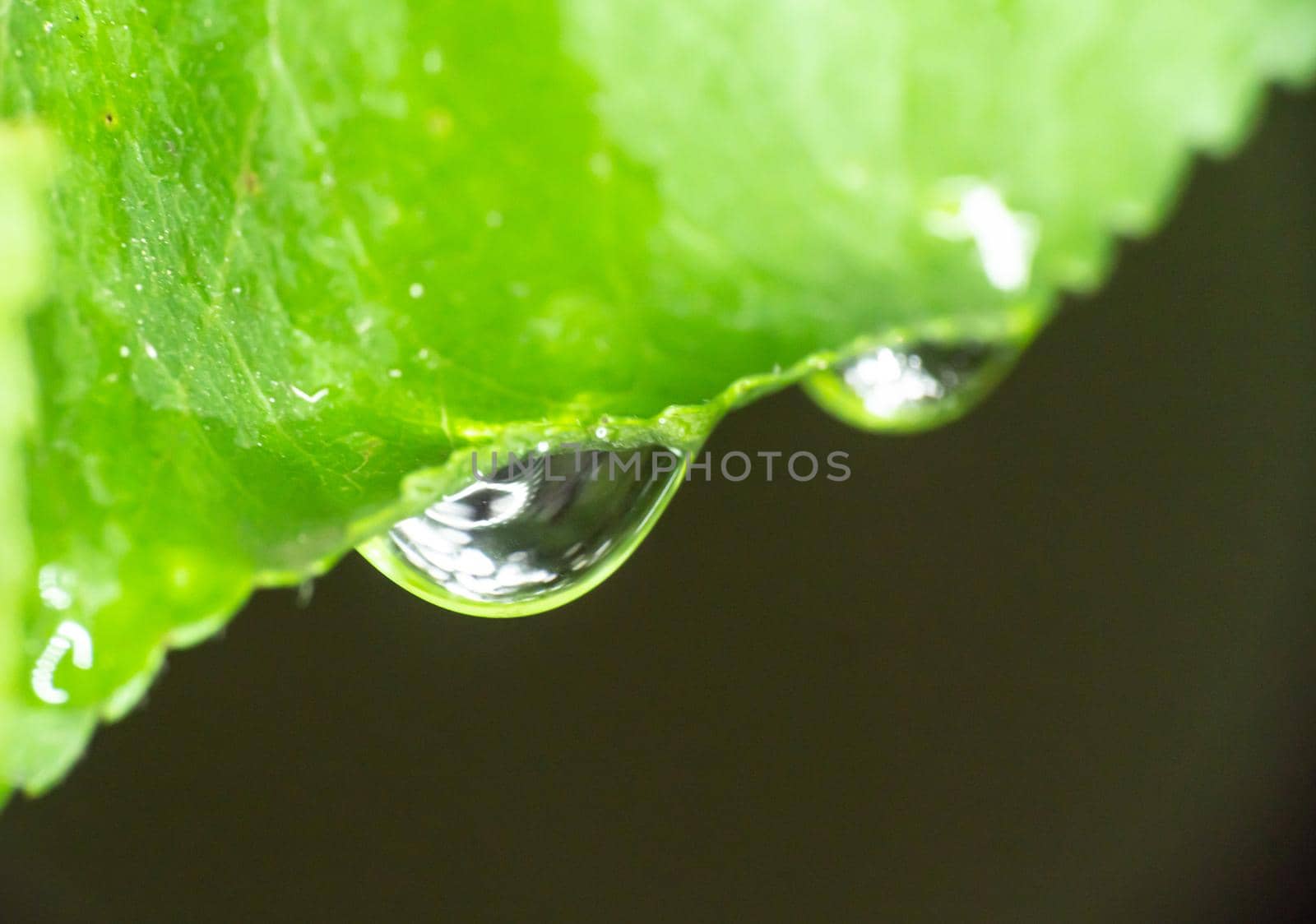 macro green leaf rain drop, close up