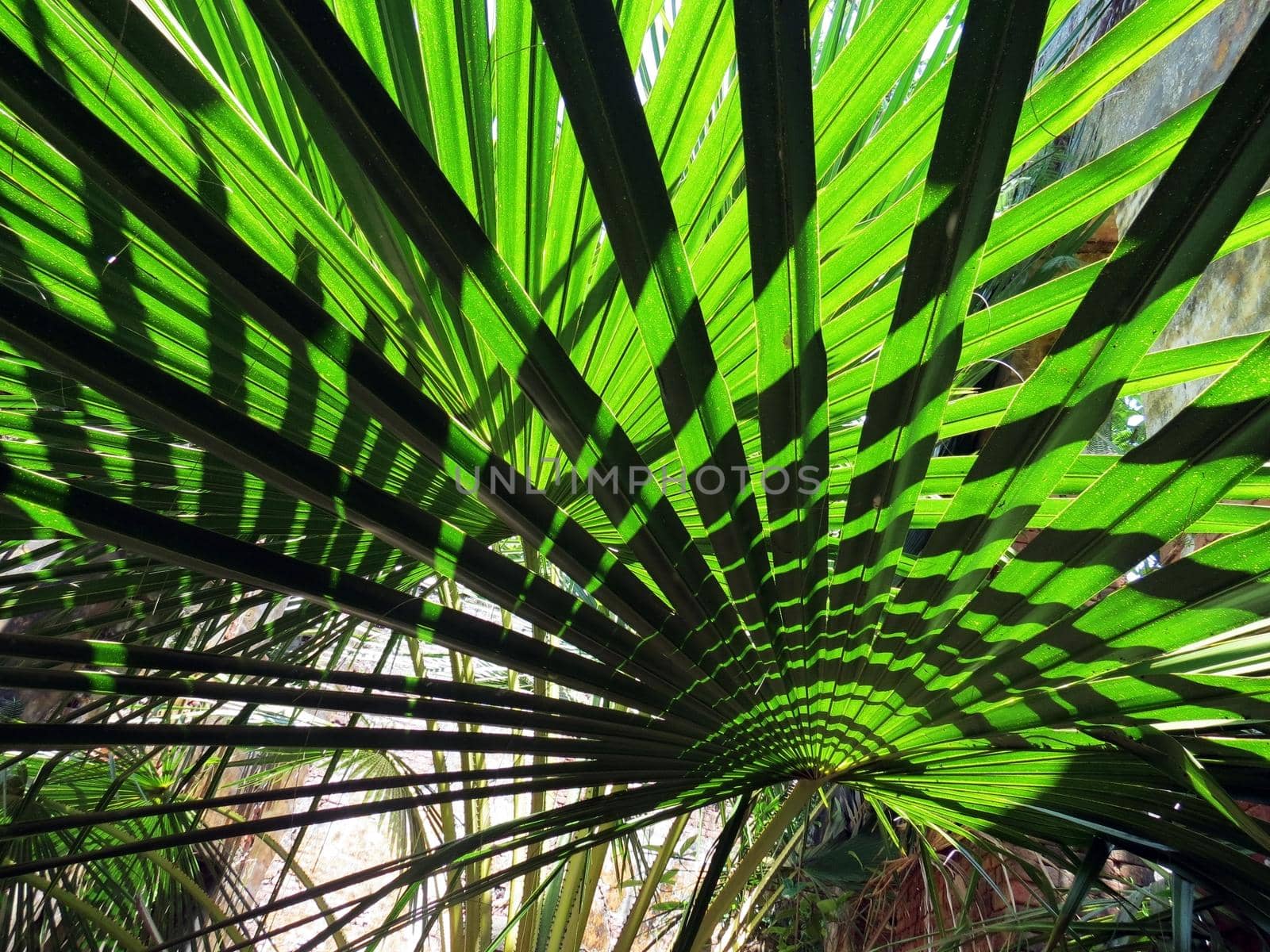 Natural pattern of light shadow on tropical leaf.