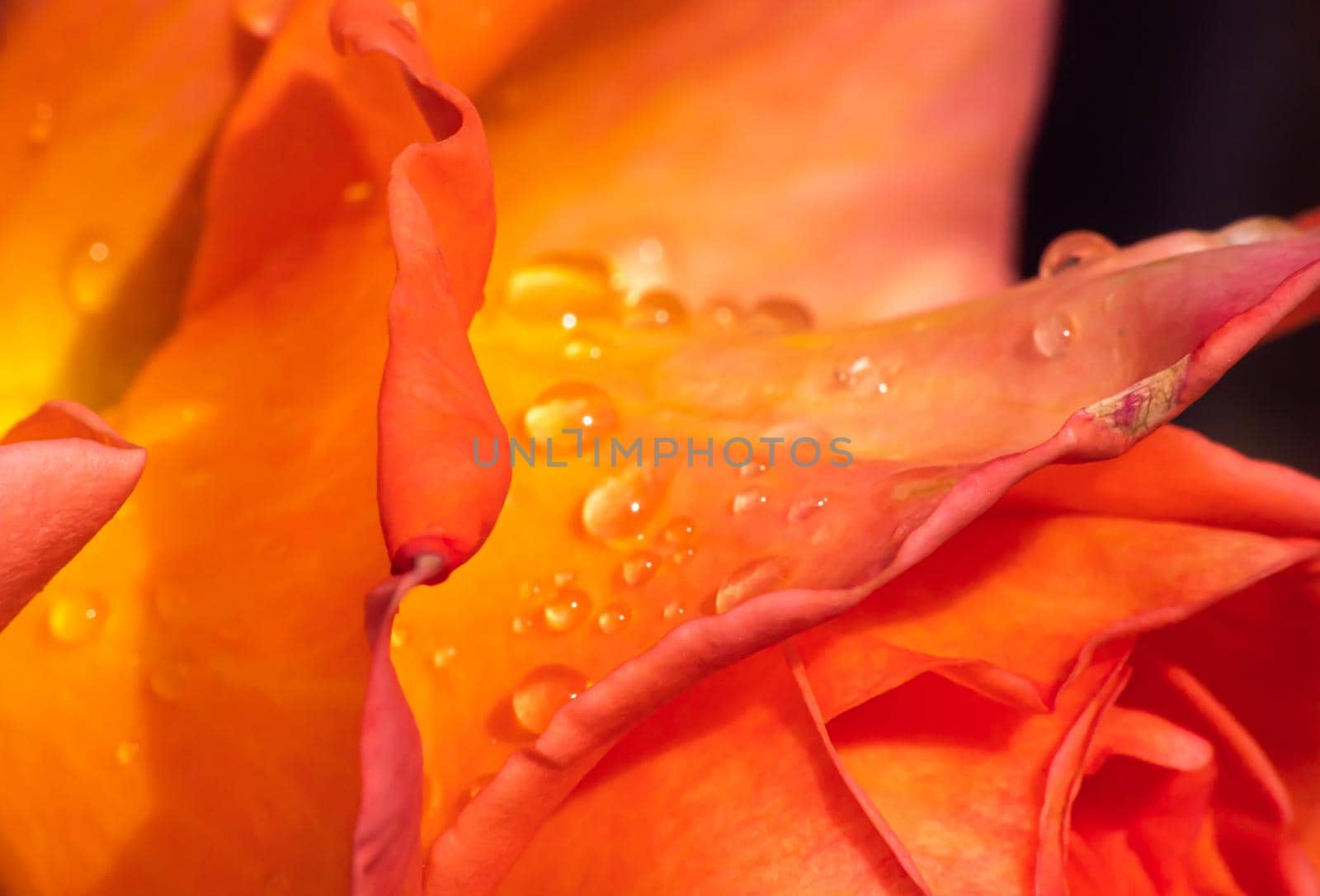 orange roses in the garden with raindrops close up