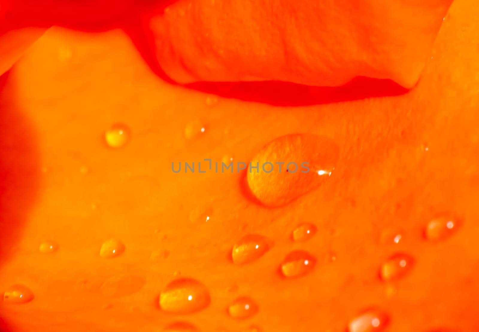 orange roses in the garden with raindrops close up