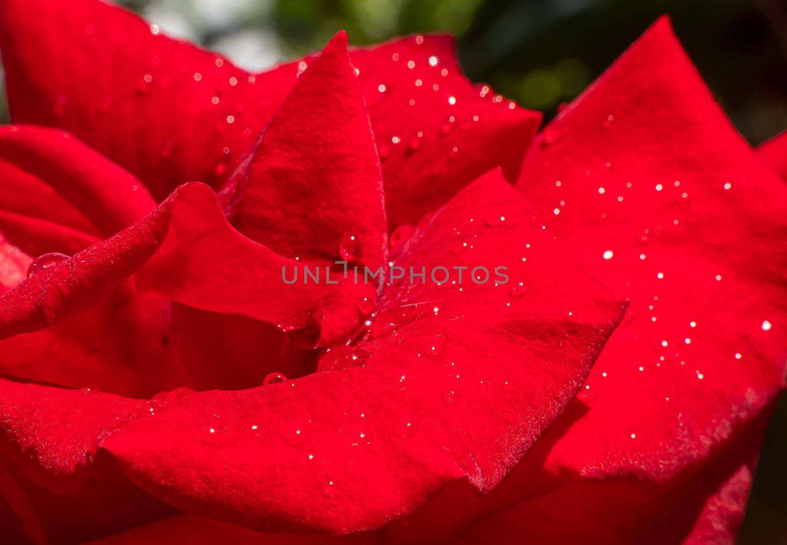 red rose in garden raindrops, close up macro