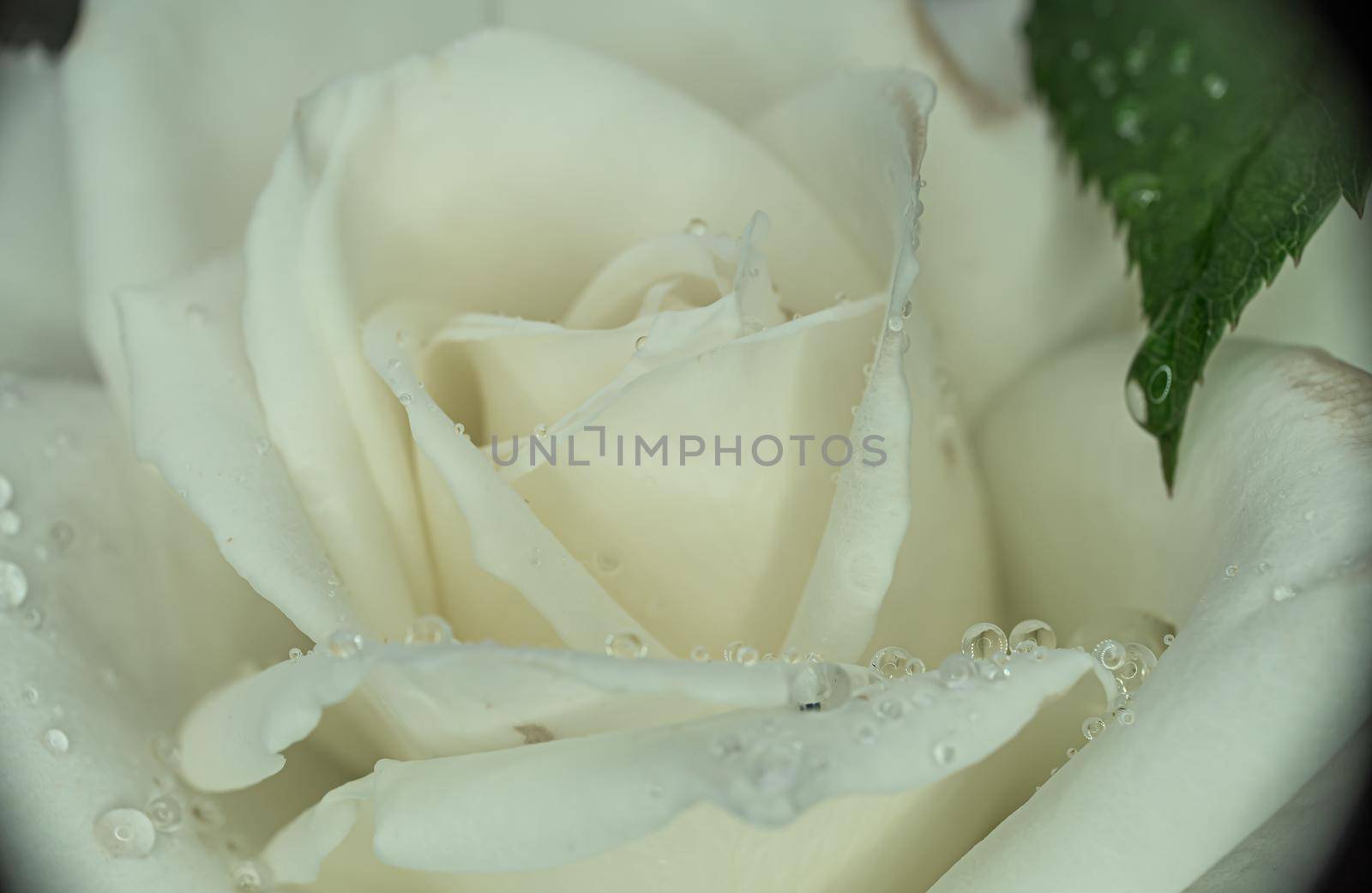 white roses in the garden with raindrops, macro