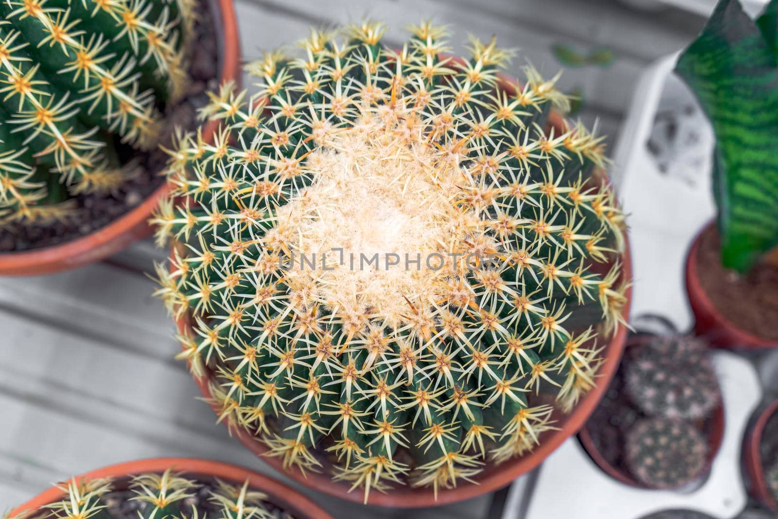 Echinocactus on the counter of the store close-up. Top view. High quality photo