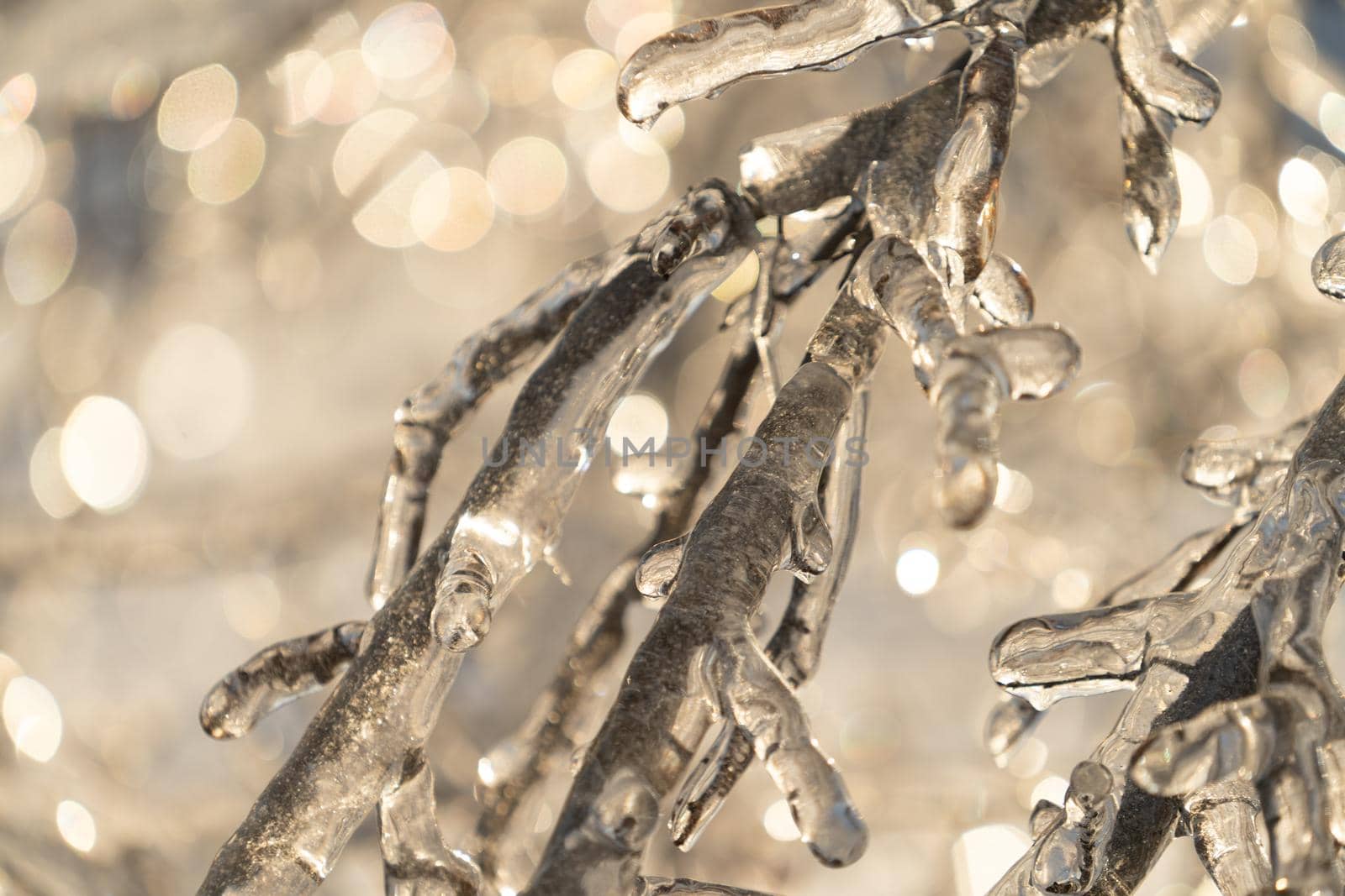 Natural background with ice crystals on plants after an icy rain.