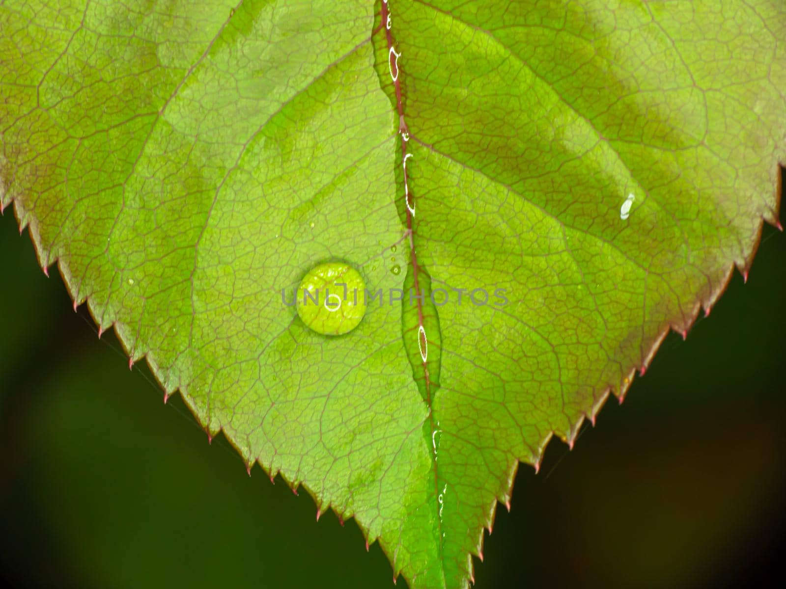 macro green leaf rain drop by alex_nako