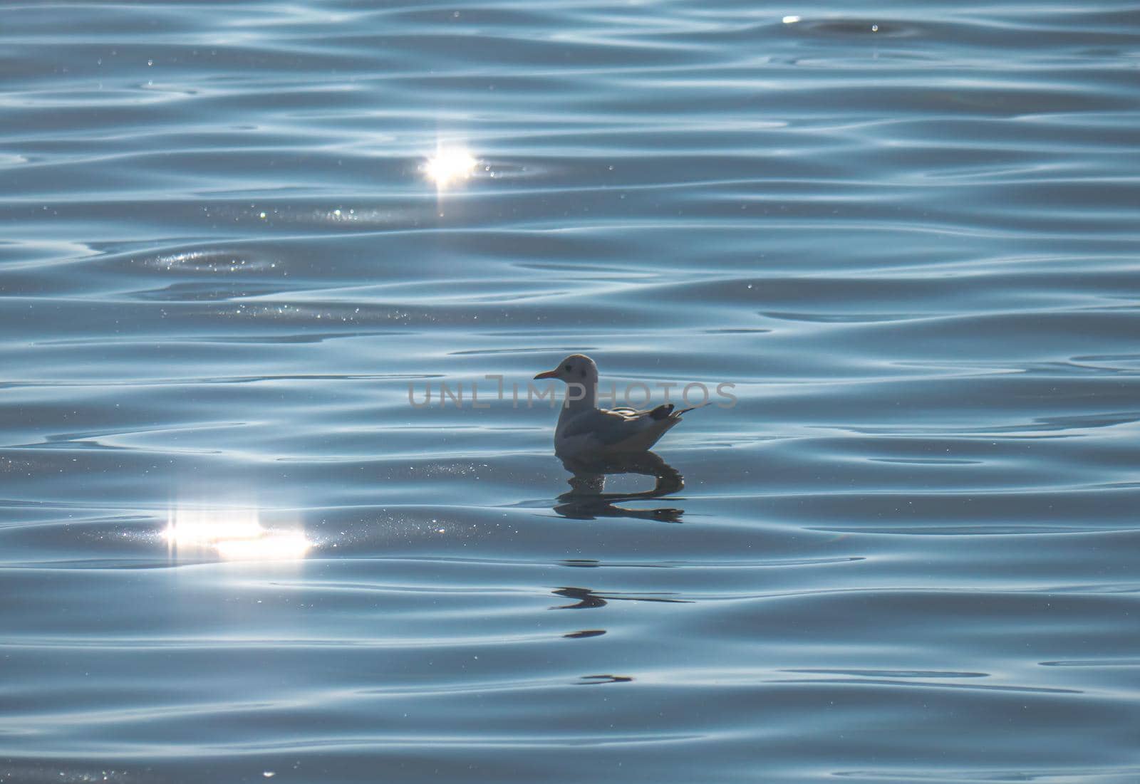 Seagull swimming on lake, waves on lake