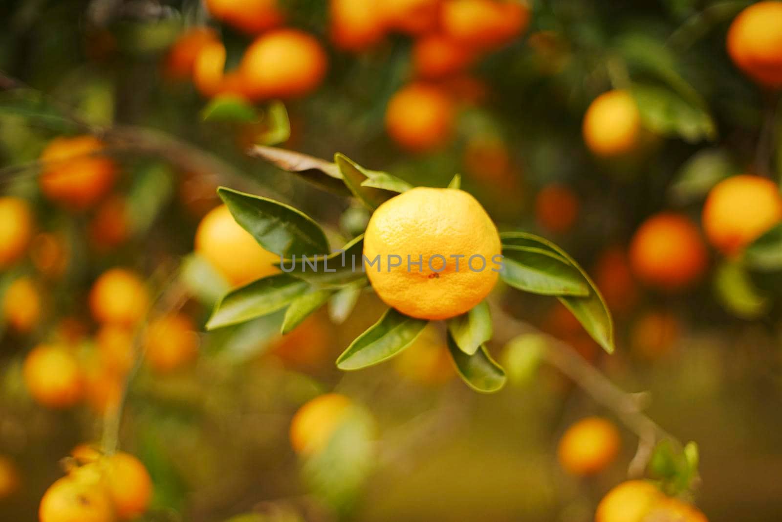 Natural background with fruits tangerines on a background of leaves