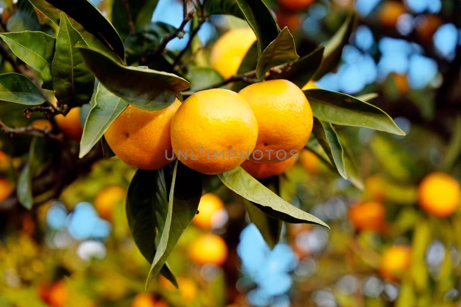 Natural background with fruits tangerines on a background of leaves