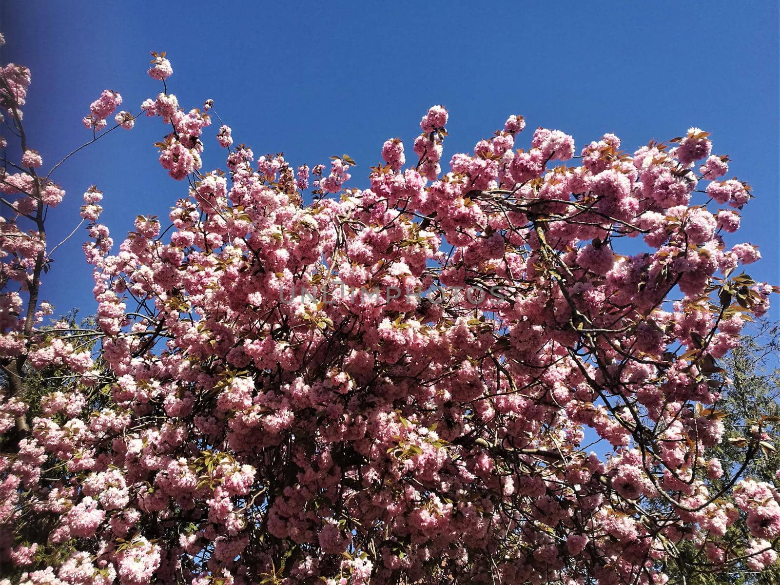 Cherry Blossom with the sky as background by Luise123