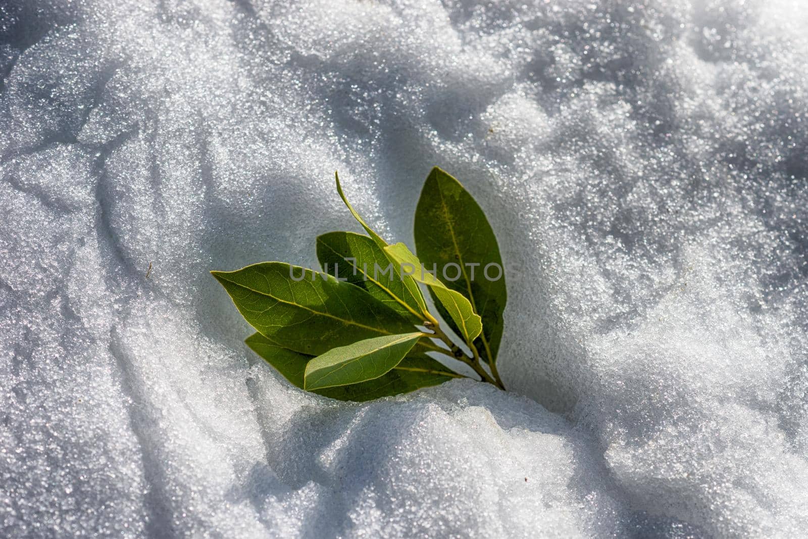 green Laurel leaves on a background of white snow in Sunny weather