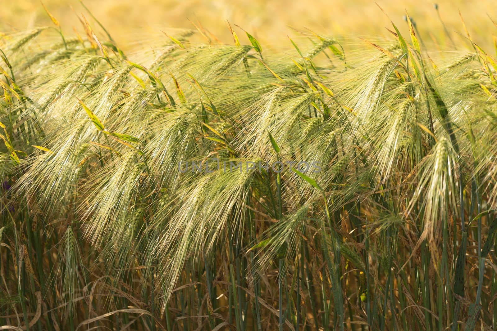 Golden Ripe Wheat Field Agricultural Landscape