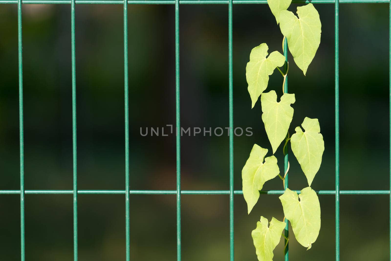 natural background with trudging plant on the metal bars of the fence with strong blur and bokeh
