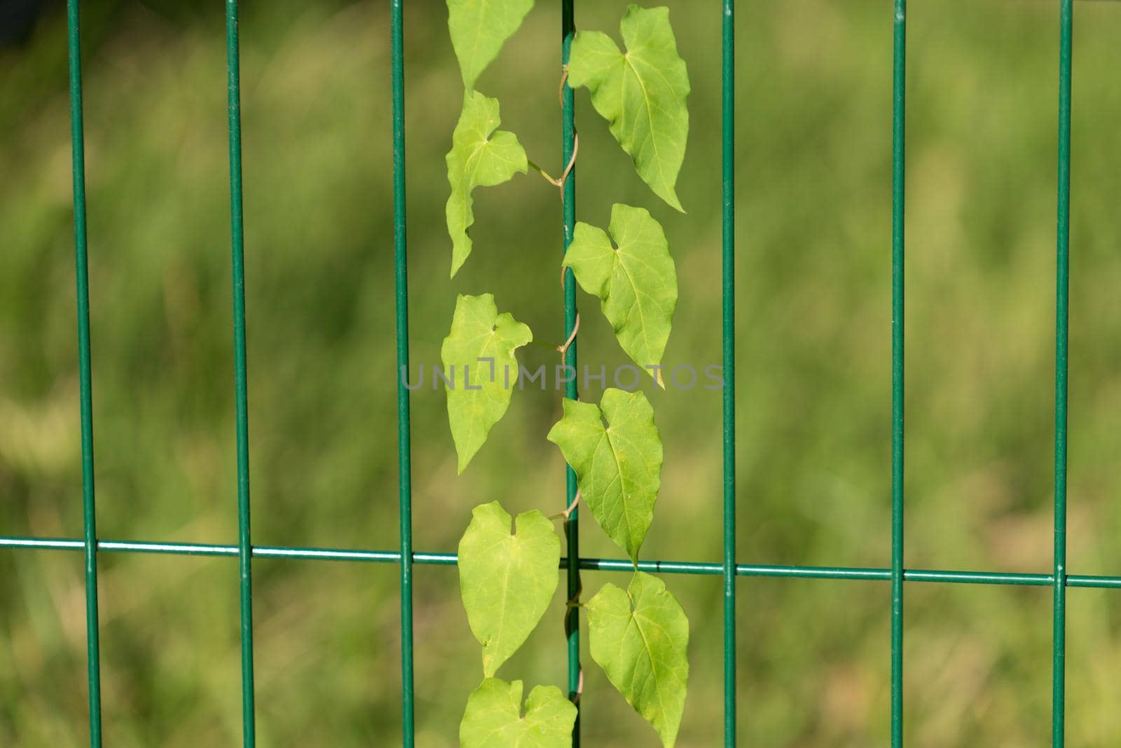 natural background with trudging plant on the metal bars of the fence with strong blur and bokeh