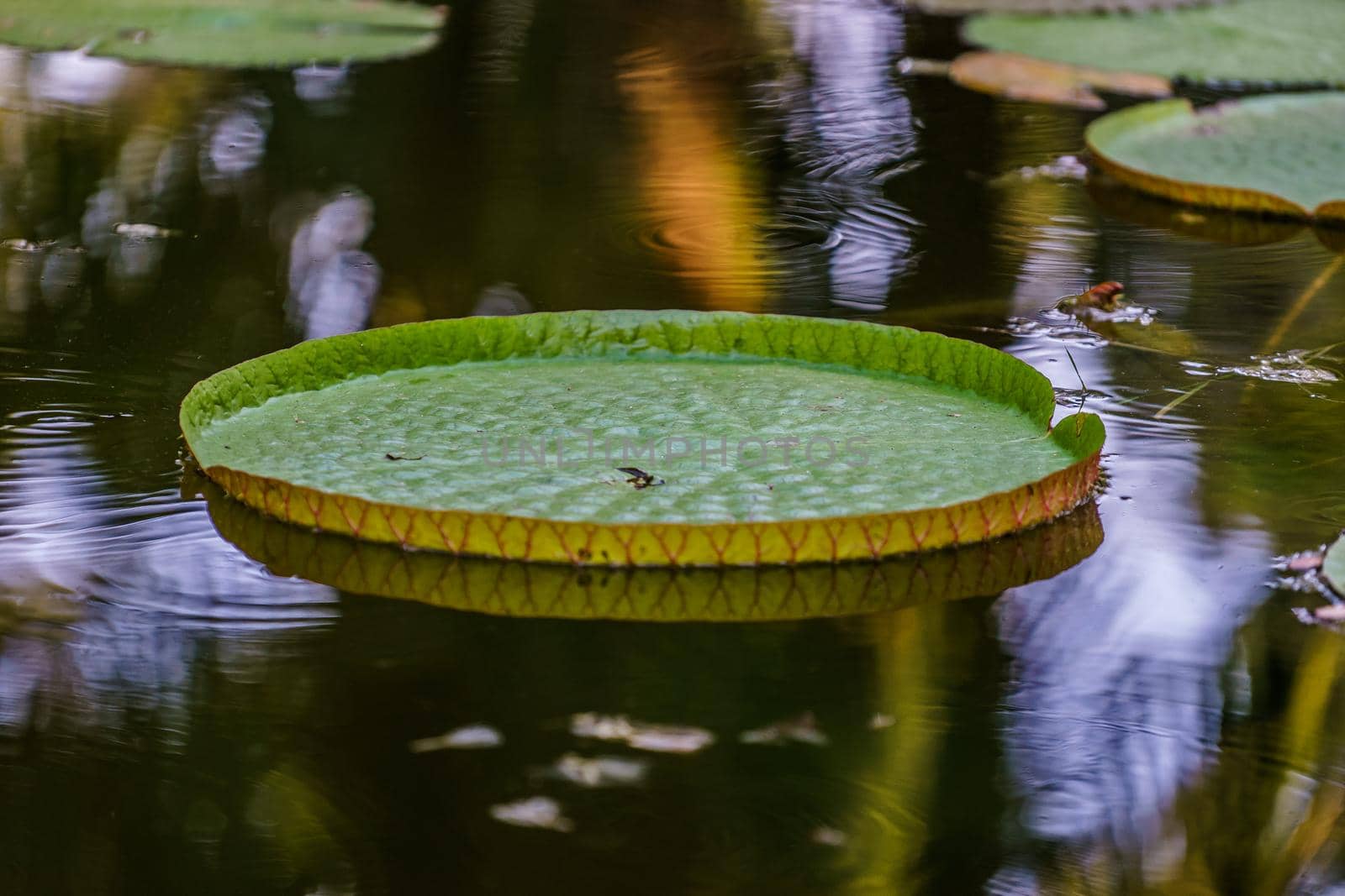 Water Lily Victoria amazonica or Victoria Regia, on the background of water
