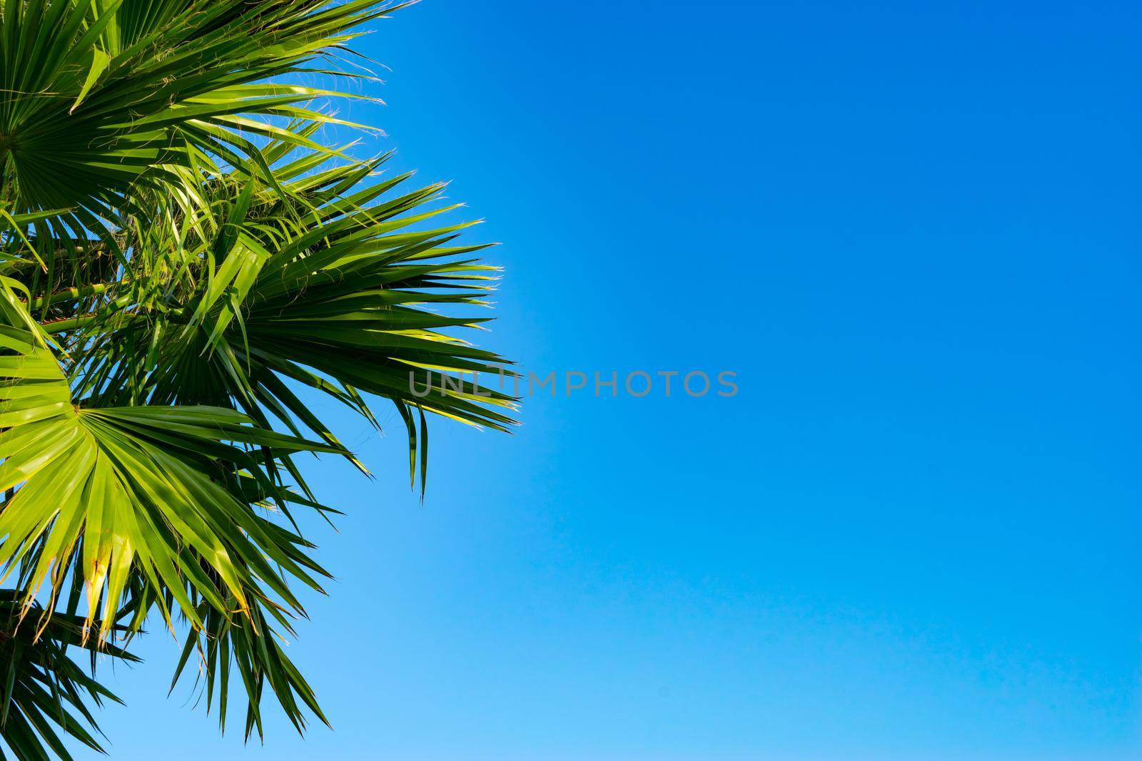The tops of the palm trees with fan shaped leaves on a clear blue sky