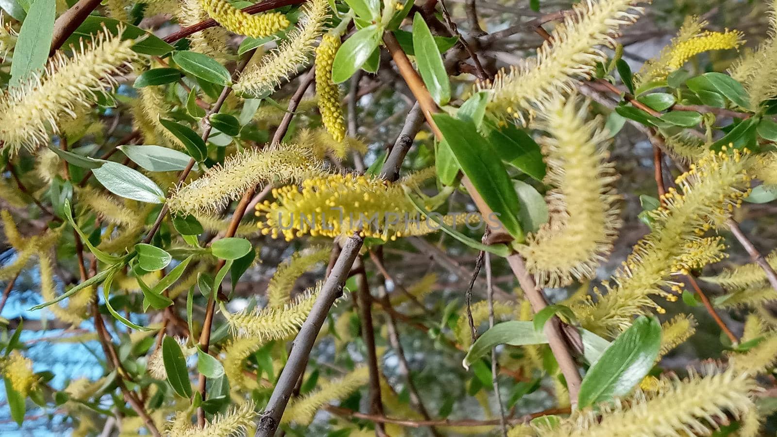 Close-up, brush of willow in early spring. Yellow stamens on the branches. Background, pattern natural.