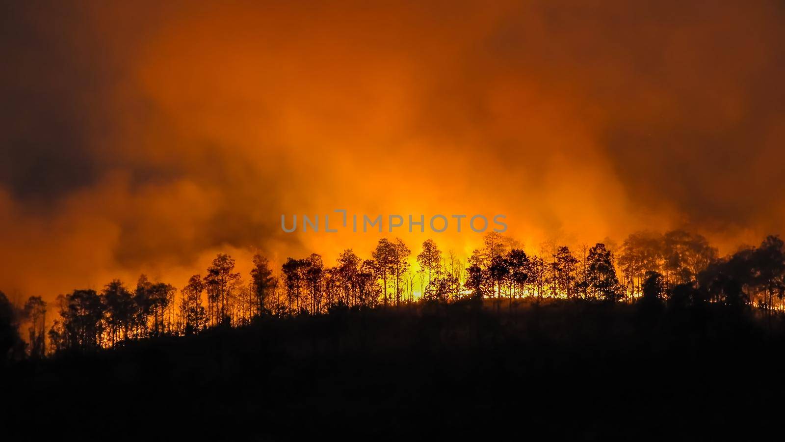 forest fire disaster is burning caused by humans