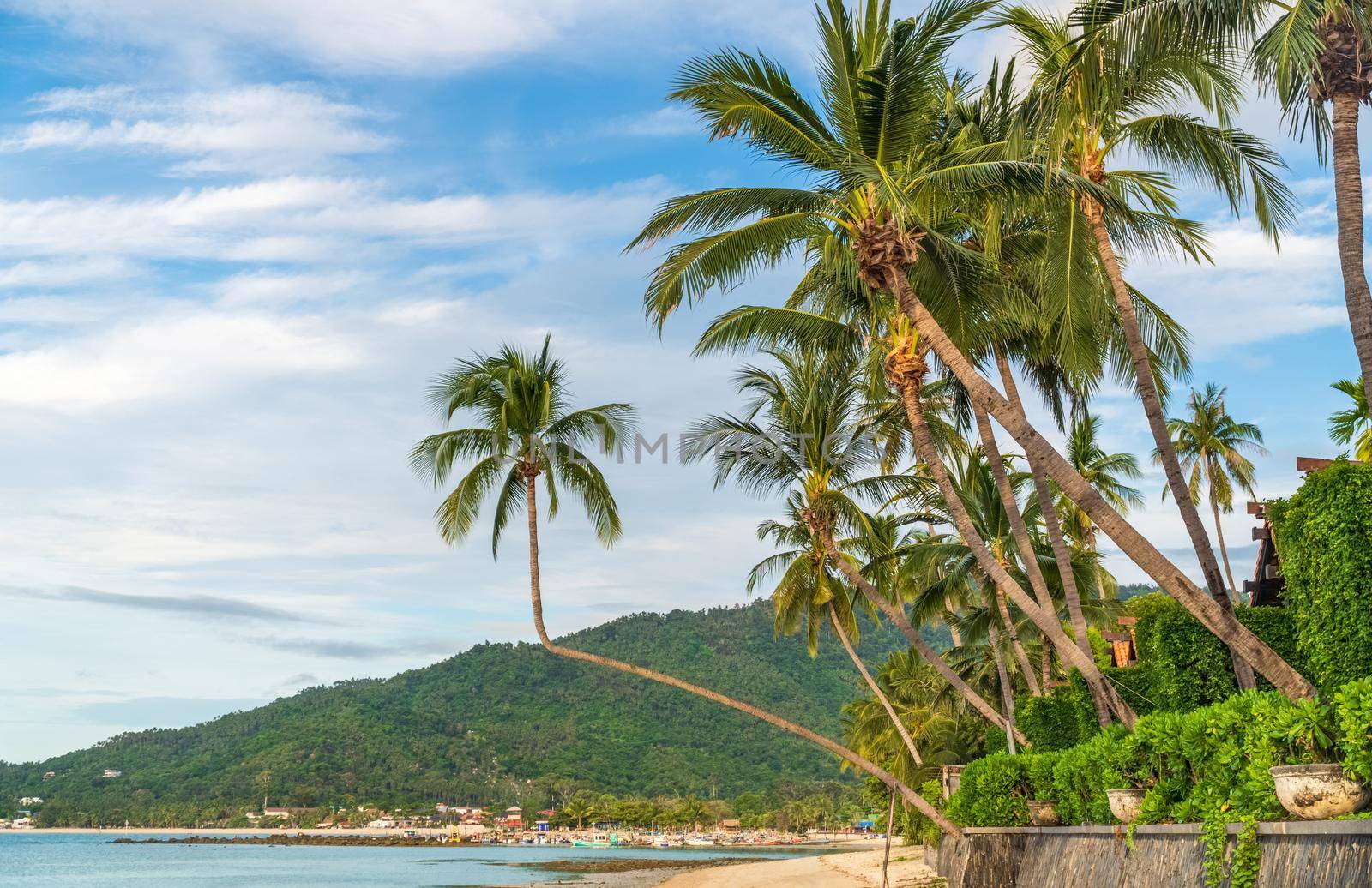 Tropical beach with coconut trees. Koh Samui, Thailand by toa55